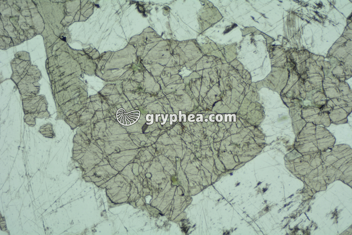 Pyroxène dans gabbro LPNA x6,3 - gryphea.com